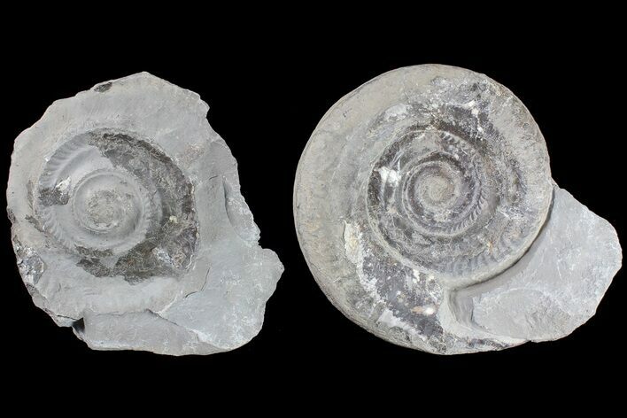 Jurassic Ammonite (Hildoceras) Pos/Neg - England #85254